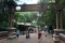 Animal Kingdom