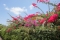 Natuurschoon in Puerto de Mogan