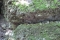 Vlinders op rotsblok in Vlindervallei