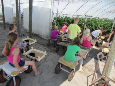 Zelf aardbeien knippen Aardbeienterras