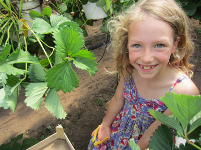 Melissa zelf Aardbeien knippen