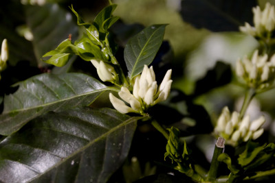 Koffieplant in Bloei