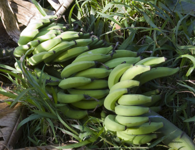 Bananen