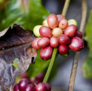 Koffiebonen