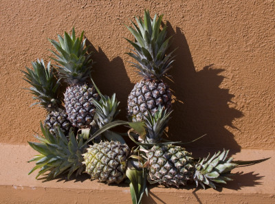 Ananas