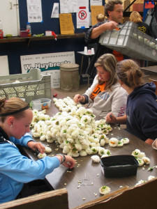 Spijkers Steken in Dahlia's