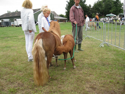 Jong paardje zogen bij moeder