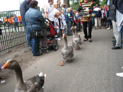 Ganzen tijdens de Braderie