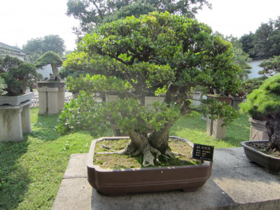 Humble Administrator's Garden