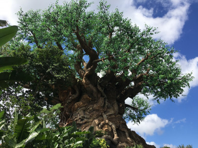 Tree of Life