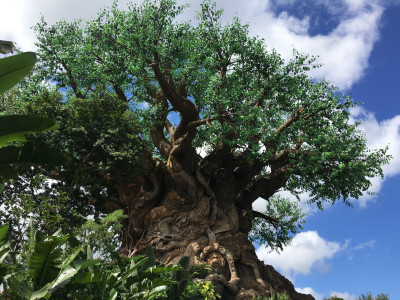 Tree of Life