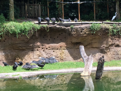 Kilimanjaro Safari Roofvogels