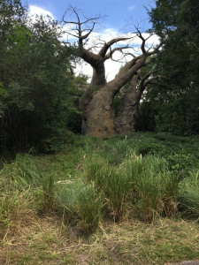 Kilimanjaro Safari Omgekeerde Boom