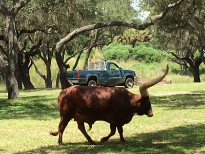 Kilimanjaro Safari