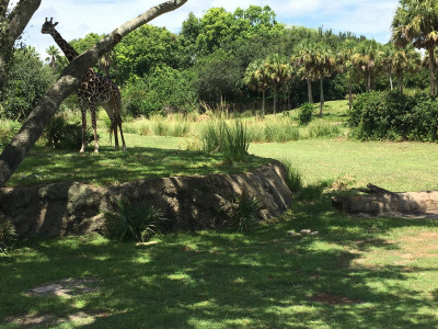 Kilimanjaro Safari Giraf
