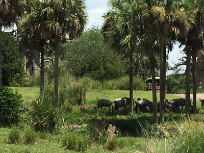 Kilimanjaro Safari Bus