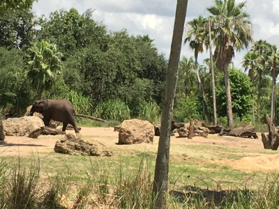Kilimanjaro Safari Olifanten