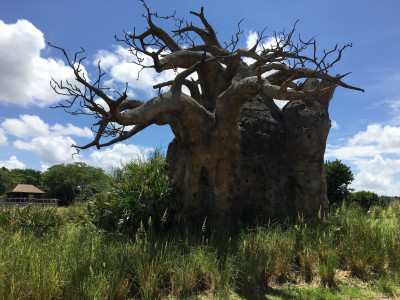 Kilimanjaro Safari Omgekeerde Boom