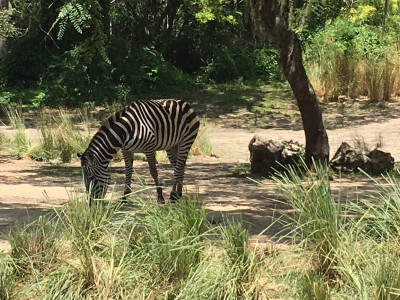 Kilimanjaro Safari Zebra