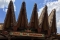 Disney Magic Kingdom