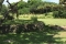 Kilimanjaro Safari Giraf