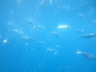 Vissen te zien in Glasboot 'Lineas Blue Bird'