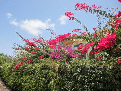Natuurschoon in Puerto de Mogan