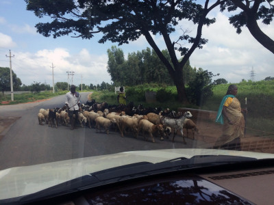 Schapen onderweg