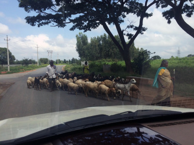 Schapen onderweg