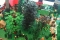 LEGO Creatie