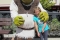Shrek