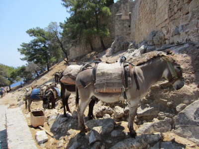 Ezel vervoer op Lindos