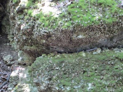 Vlinders op rotsblok in Vlindervallei