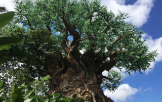 Disney Animal Kingdom - Tree of Life