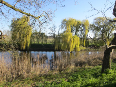 Treurwilgen