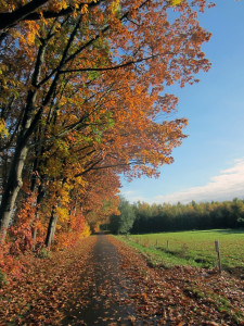 Herfstkleuren