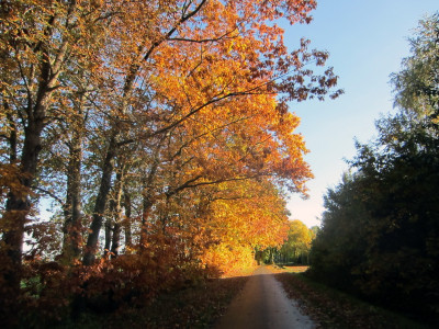 Herfstkleuren