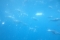 Vissen te zien in Glasboot 'Lineas Blue Bird'