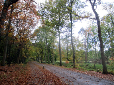 Pannenhoef