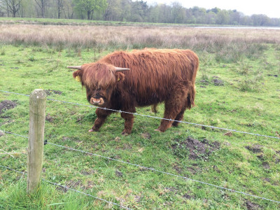Rund in Pannehoef