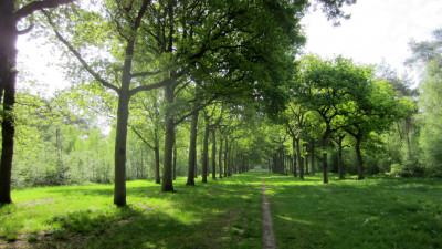 Breed bospad tijdens Wandelevent Achtmaal