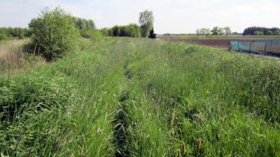 Hoog gras in Natuurgebied bij Wandelevent Achtmaal