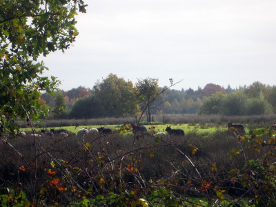 Schapen