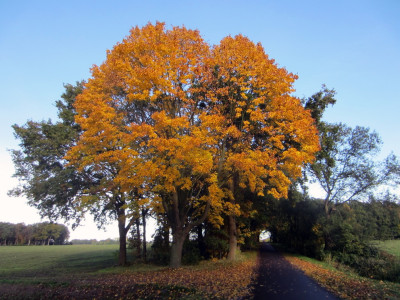 Herfstkleuren