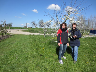 Eindelijk bloesem gevonden