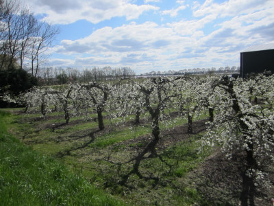 Nog meer bloesem gevonden