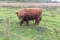 Rund in Pannehoef