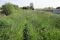 Hoog gras in Natuurgebied bij Wandelevent Achtmaal