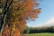 Herfstkleuren