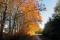 Herfstkleuren